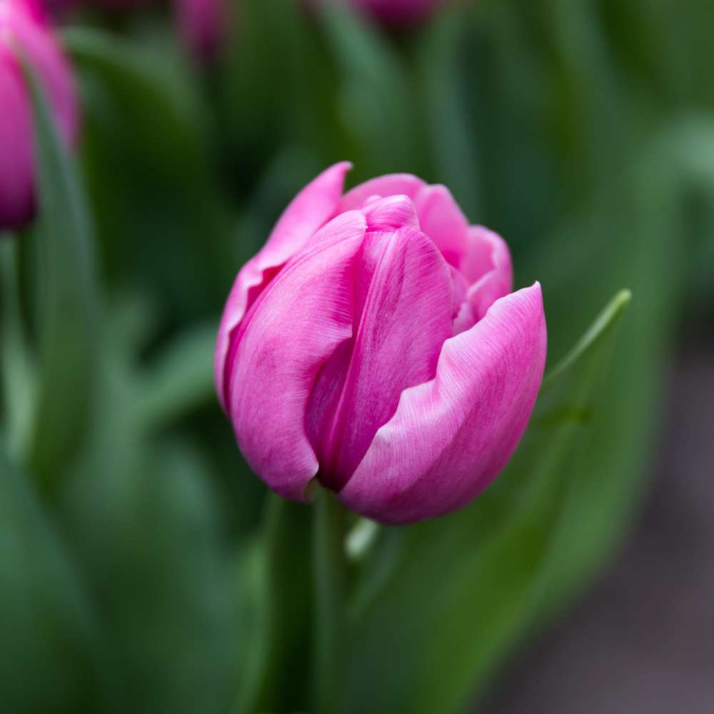 Tulipan 'Double You'